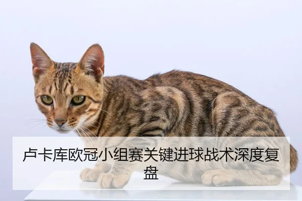 卢卡库欧冠小组赛关键进球战术深度复盘